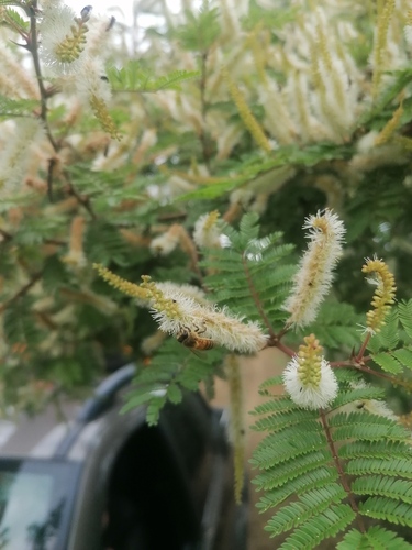 Mimosa benthamii, photograph 6