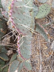 Opuntia gosseliniana
