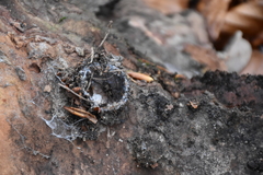 Liocranum rupicola