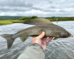 Arctic Grayling photo 3
