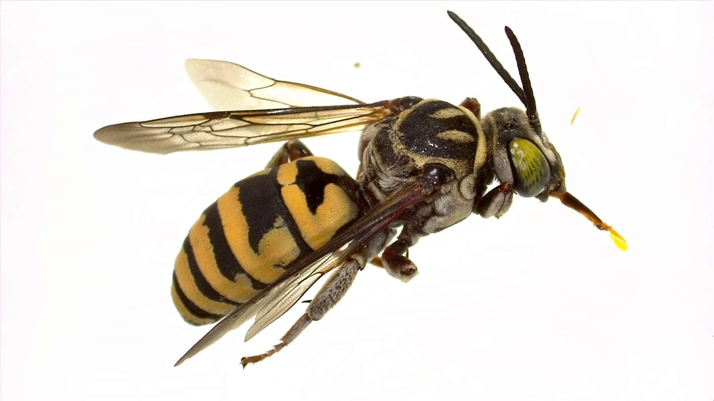 Triepeolus kathrynae