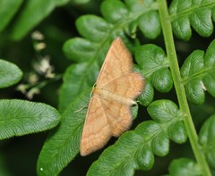 Idaea serpentata
