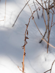 Corallorhiza striata