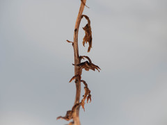 Corallorhiza striata