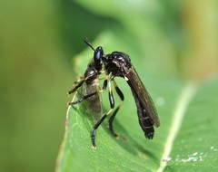 Dioctria cothurnata