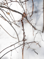 Corallorhiza striata