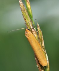 Eilema lutarella