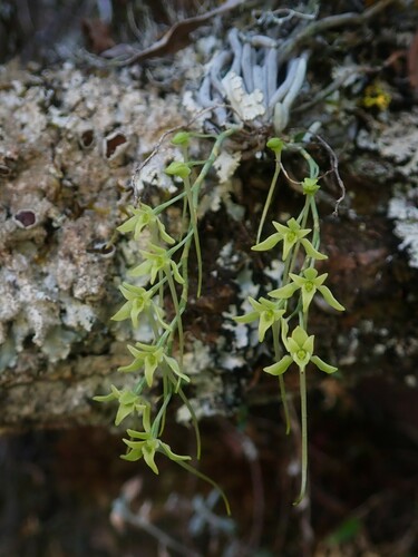 Leafless Tree Orchid (Mystacidium gracile)