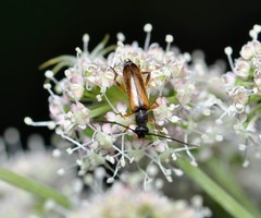 Alosterna tabacicolor