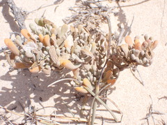 Tetraena fontanesii image