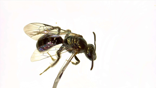Arizona Mexalictus