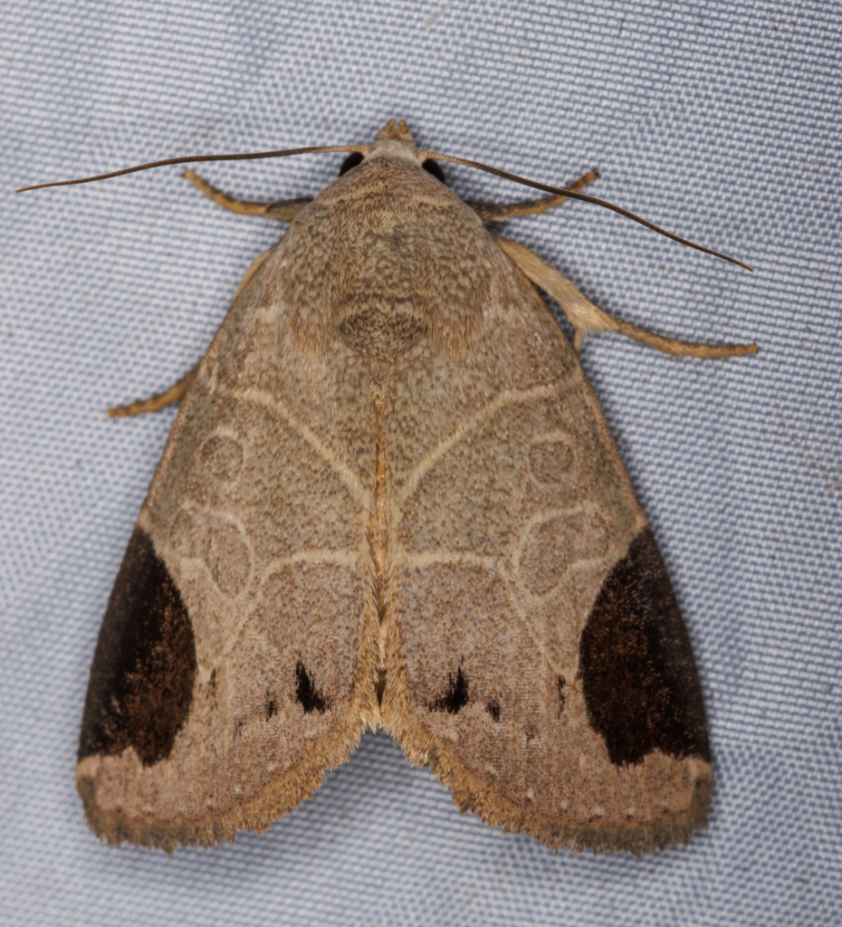 Imosca hoenei