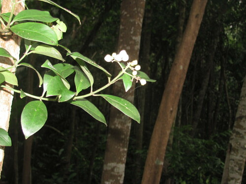 Psychotria sarmentosa observed 2014-01-04
