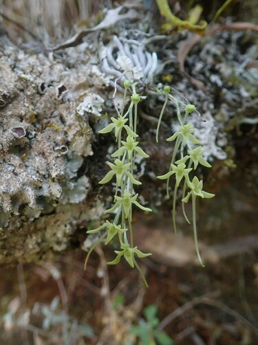 Image of Mystacidium gracile by no rights reserved