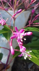 Fuchsia arborescens