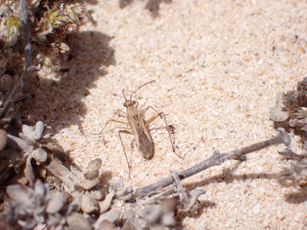 Euthetus humilis