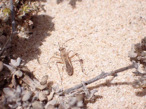 Euthetus humilis