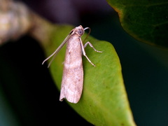 Ptyomaxia trigonogramma