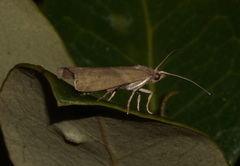 Ptyomaxia trigonogramma