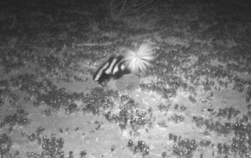 Spilogale gracilis