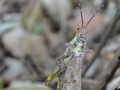 Zonocerus variegatus