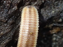 Polyzoniida