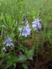 Veronica prostrata