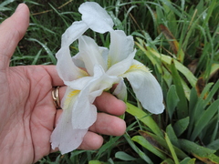 Iris albicans