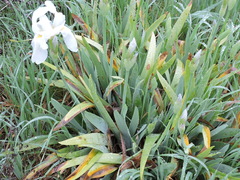Iris albicans