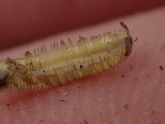 Polyzoniida