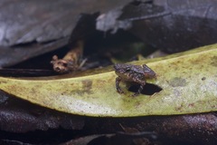 Rhinella margaritifera