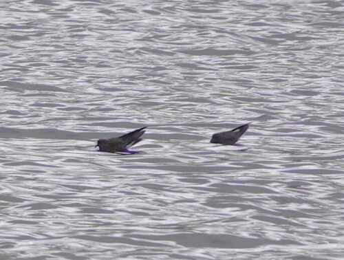 Wedge-rumped Storm Petrel (Hydrobates tethys), photo 10