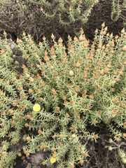 Helichrysum reflexum
