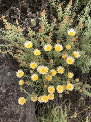 Helichrysum reflexum