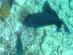 Pseudobalistes fuscus