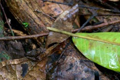 Pristimantis croceoinguinis