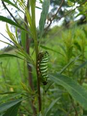 Rothschildia jacobaeae