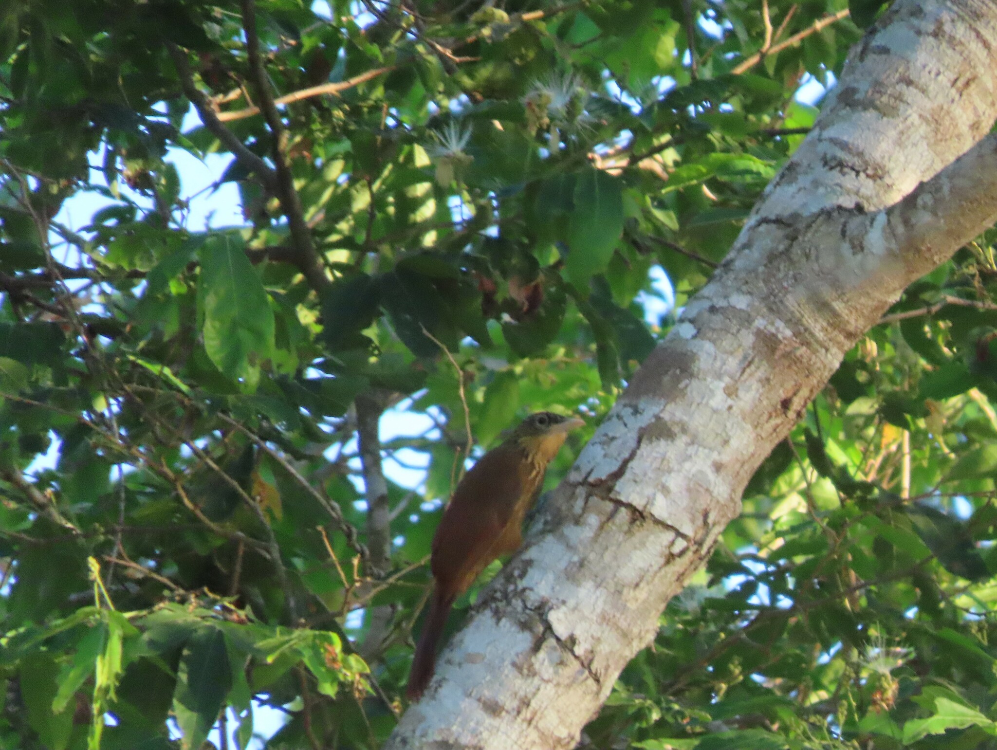 Buff-throated Woodcreeper illustration