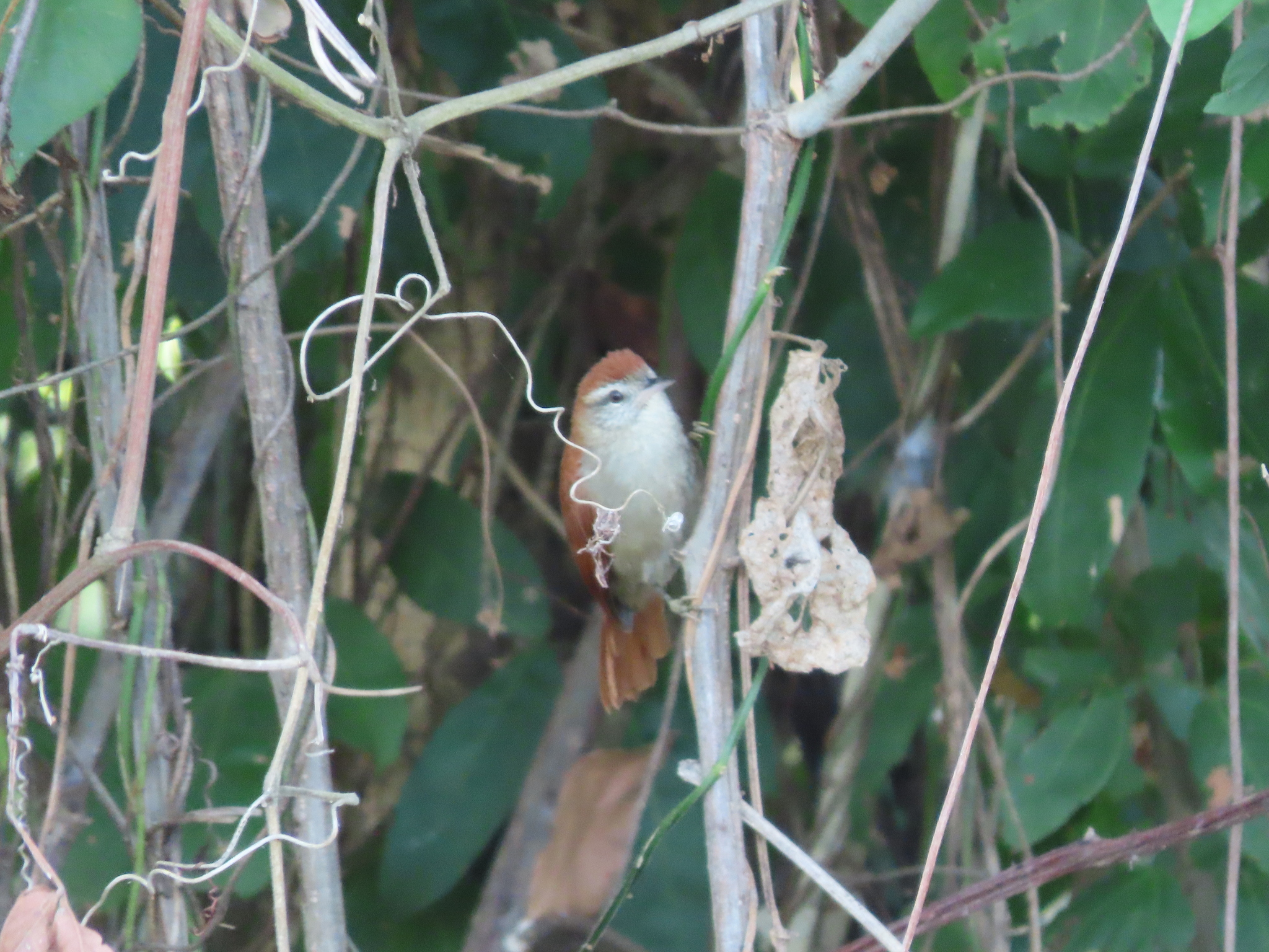 Rusty-backed Spinetail illustration