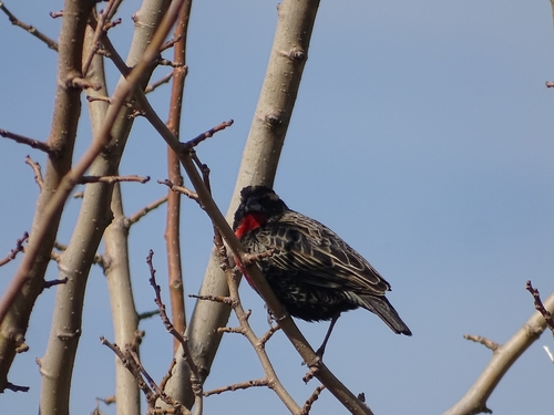 White-browed Meadowlark (Leistes superciliaris), photo 7