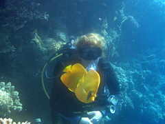 Chaetodon semilarvatus