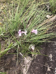 Tulbaghia coddii