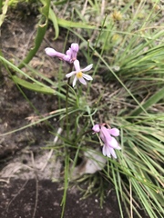 Tulbaghia coddii
