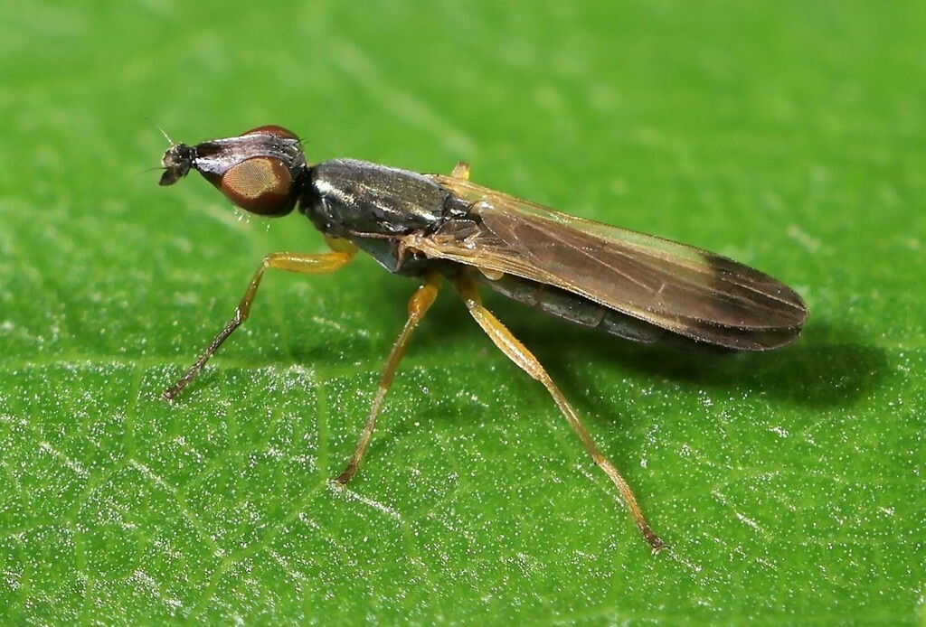 Eumetopiella