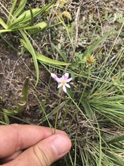 Tulbaghia coddii