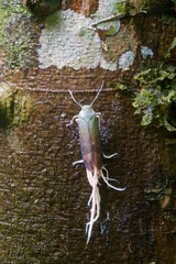 Pterodictya reticularis