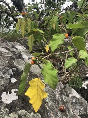 Solanum anguivi