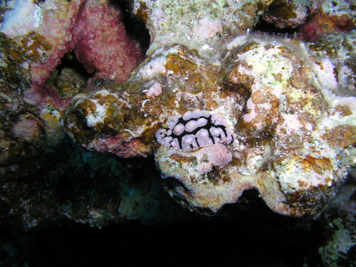 Phyllidia multifaria — seen at this dive site