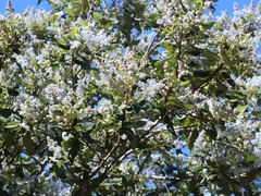 Ceanothus arboreus