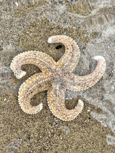Starfish